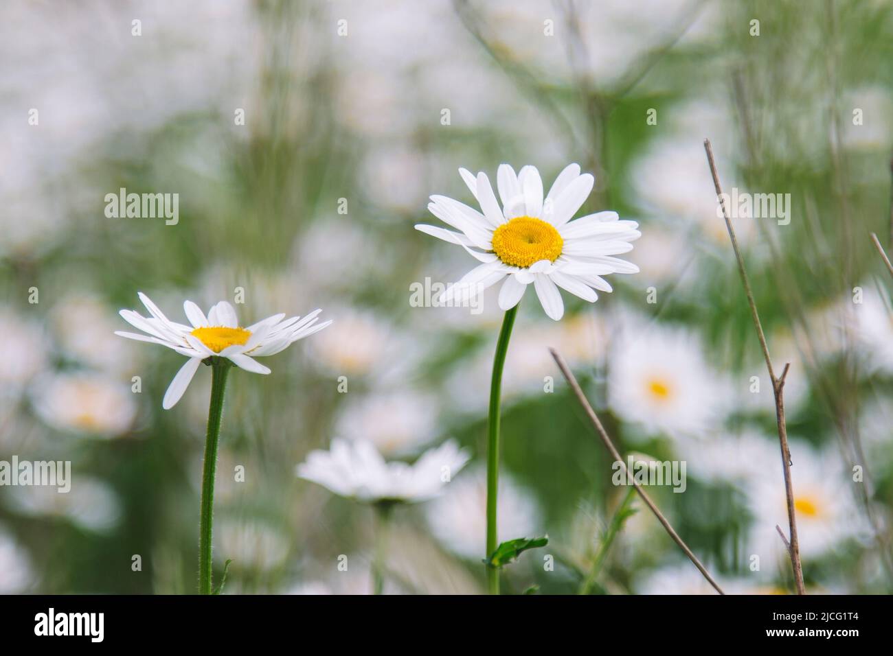 Blumenwiese, Gänseblümchen, Sommer Stockfoto