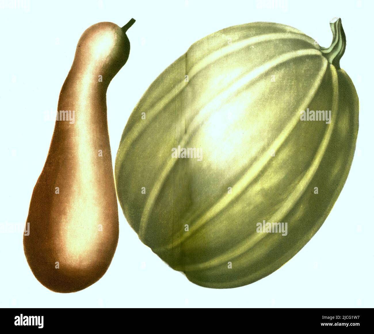 Cucurbita maximo, longa, Varianten des Kürbis, Kürbisgewächs / Cucurbita maxima, eine von mindestens vier Kultursquash-Arten, ist eine der vielfältigsten domestizierten Arten, Digital retuschierte Illustration aus Phytanthoza iconographica von Johann Wilhelm Weinmann, Maler Bartholomäus Seutter und Kupferstecher Johann Jakob Haid und Johann Elias Ridinger, 1740 / Digital retuschierte Illustration aus Phiethoza iconographica von Johann Wilhelm Weinmann, dem Maler Bartholomäus Seutter und den Kupferstechern Johann Jakob Haid und Johann Elias Ridinger, 1740 Stockfoto