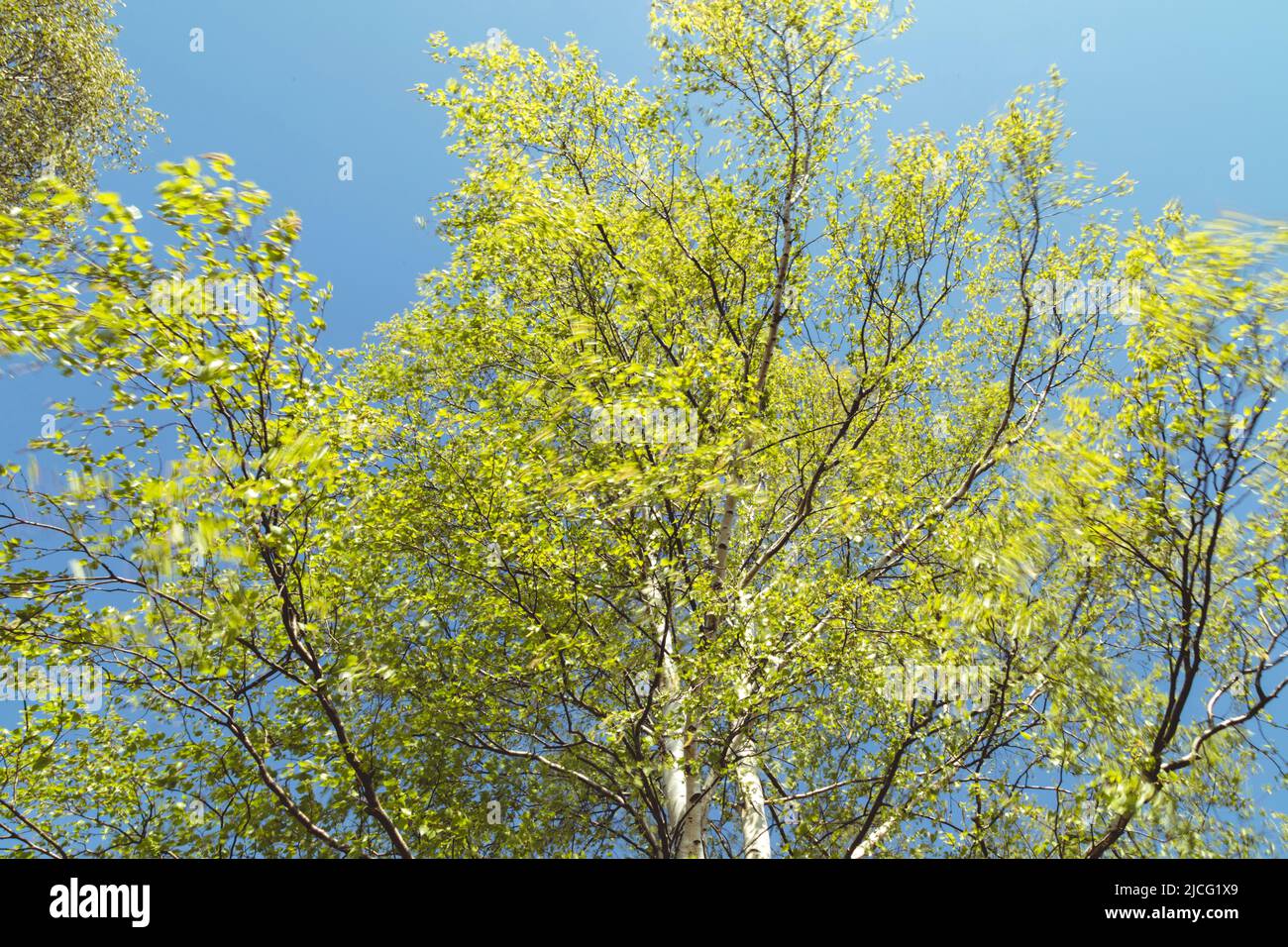 Birke, Frühling, hellgrün, Detail Stockfoto