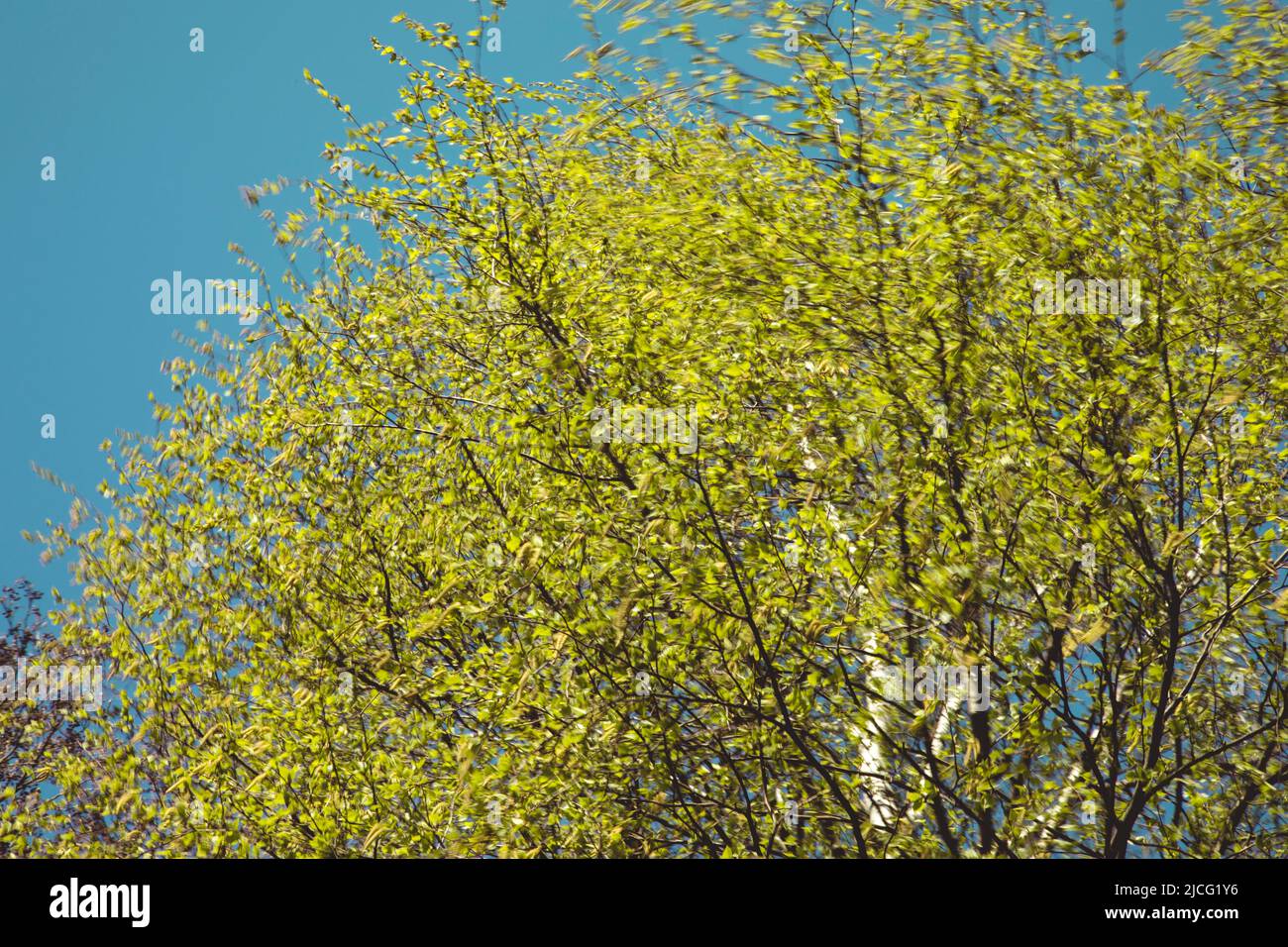Birke, Frühling, hellgrün, Detail Stockfoto