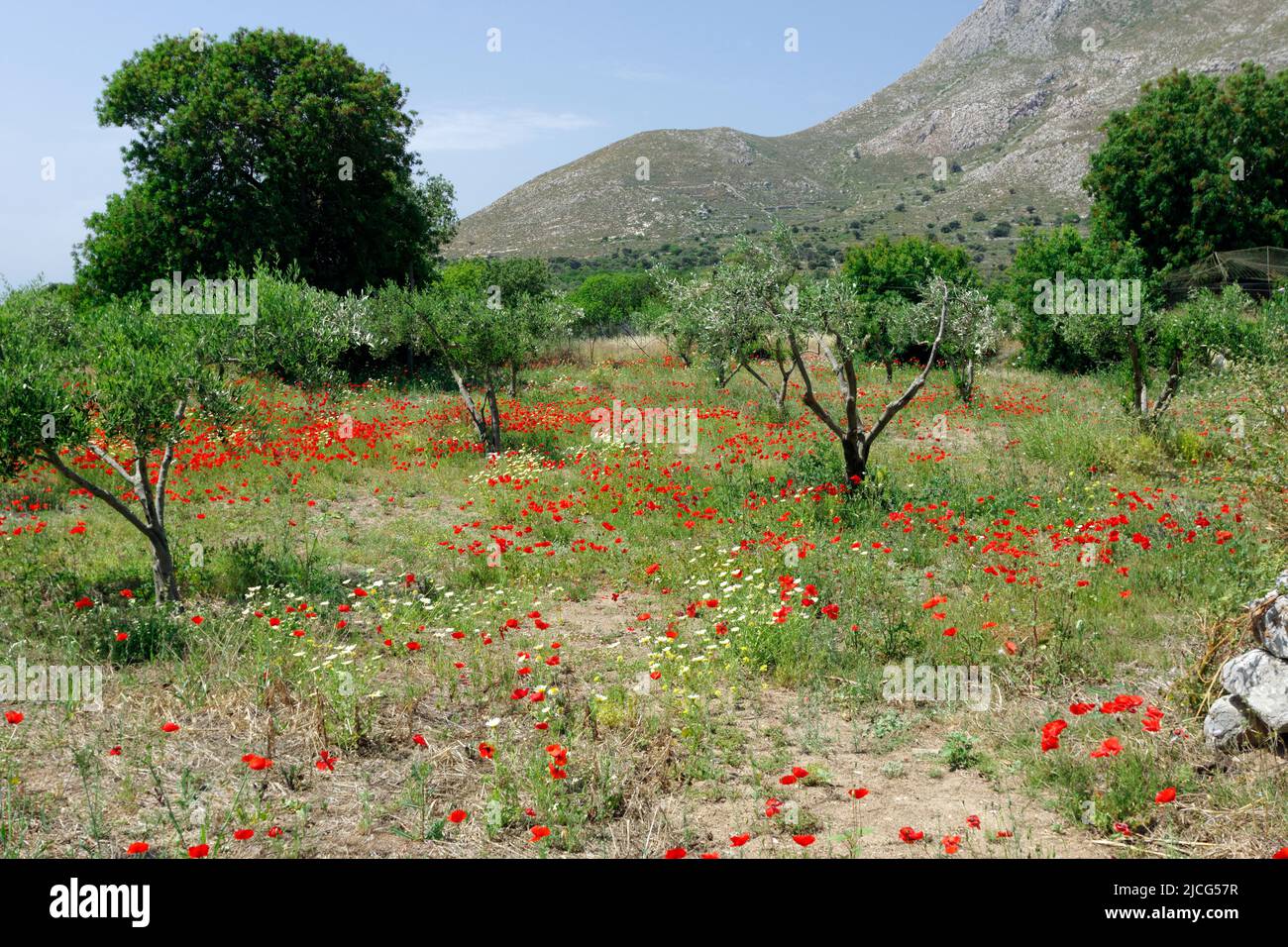 Olivenhain und Mohnblumen, Eristos Valley, Tilos, Dodekanes Inseln, Südägäis, Griechenland. Stockfoto