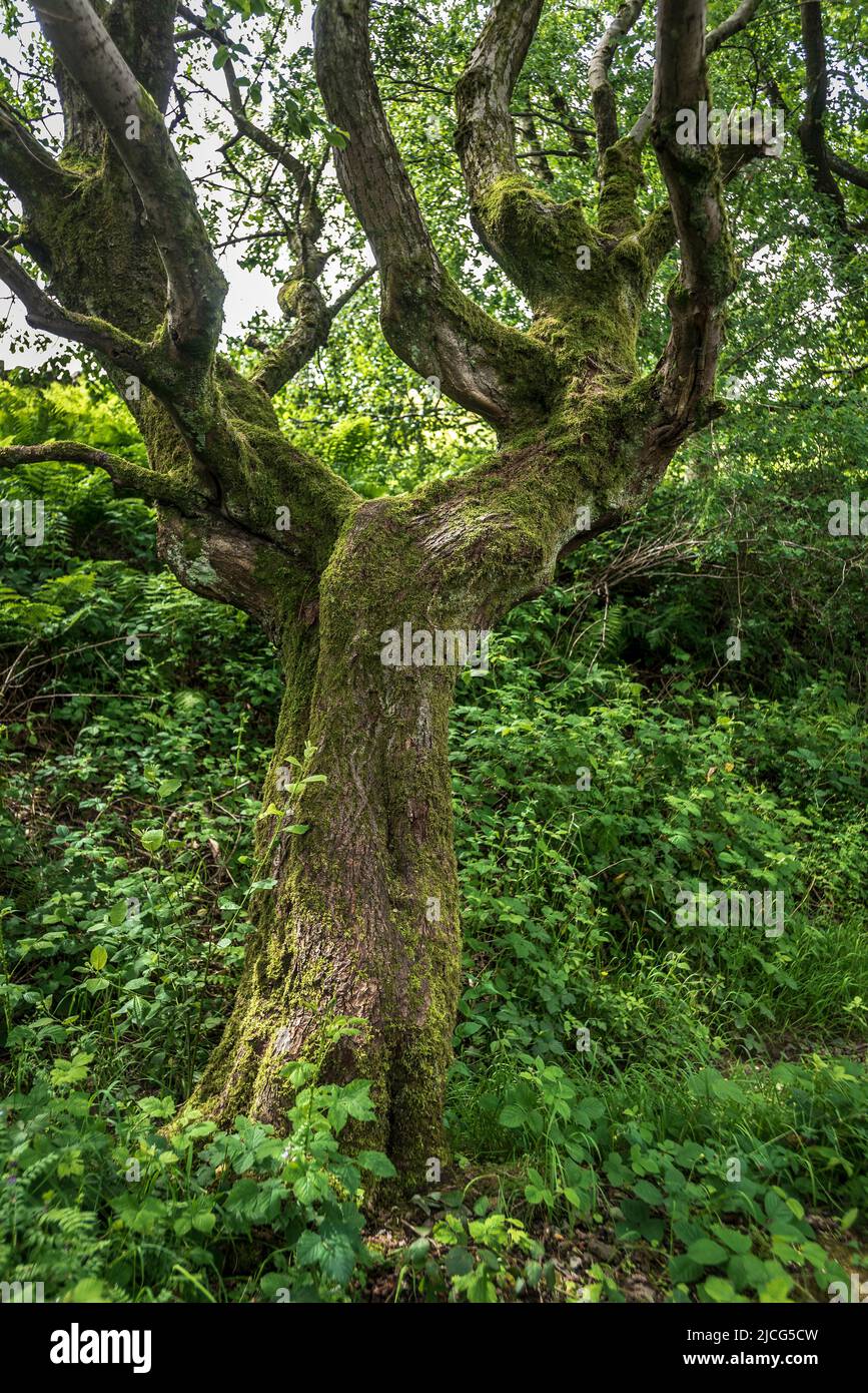 Knarriger verdrehter alter Baumstamm Stockfoto