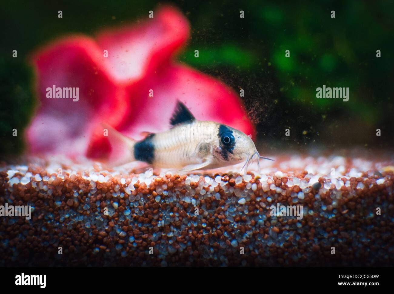Schöne corydoras Familie im mu Aquarium Stockfoto
