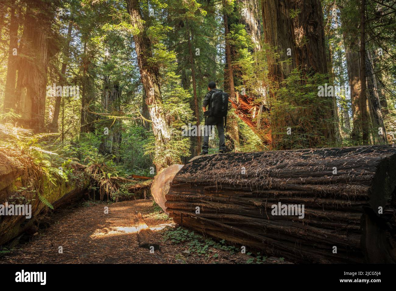 Kaukasischer männlicher Rucksacktourist, der auf einem gefallenen Redwood Tree neben dem Trail Path in Nordkalifornien übernachtet, liegt in den Redwood National- und State Parks Stockfoto