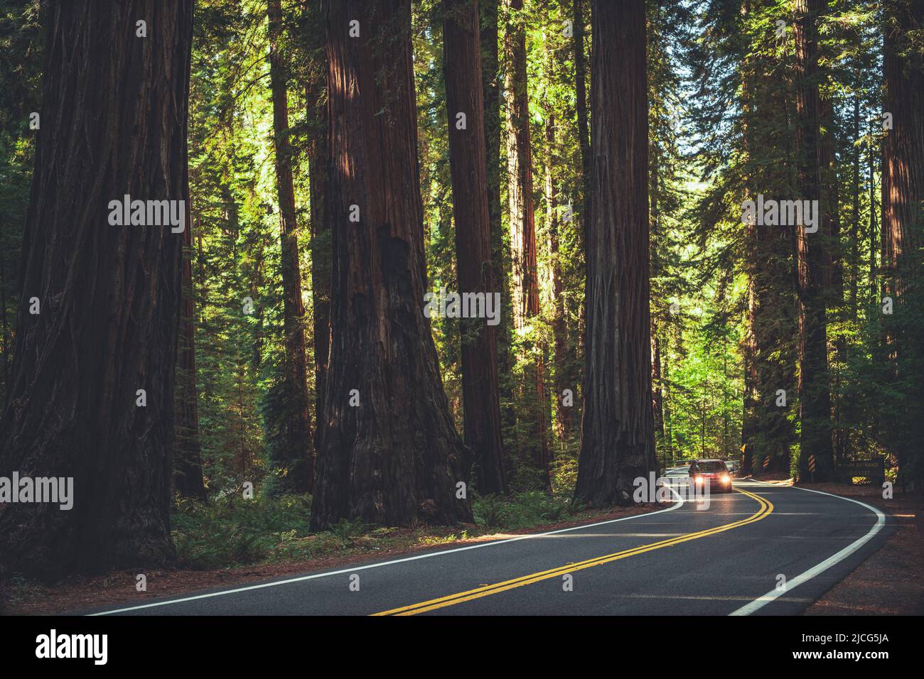 Der Berühmte Redwood Highway In Nordkalifornien. Sommer Woodland Landschaft. Stockfoto