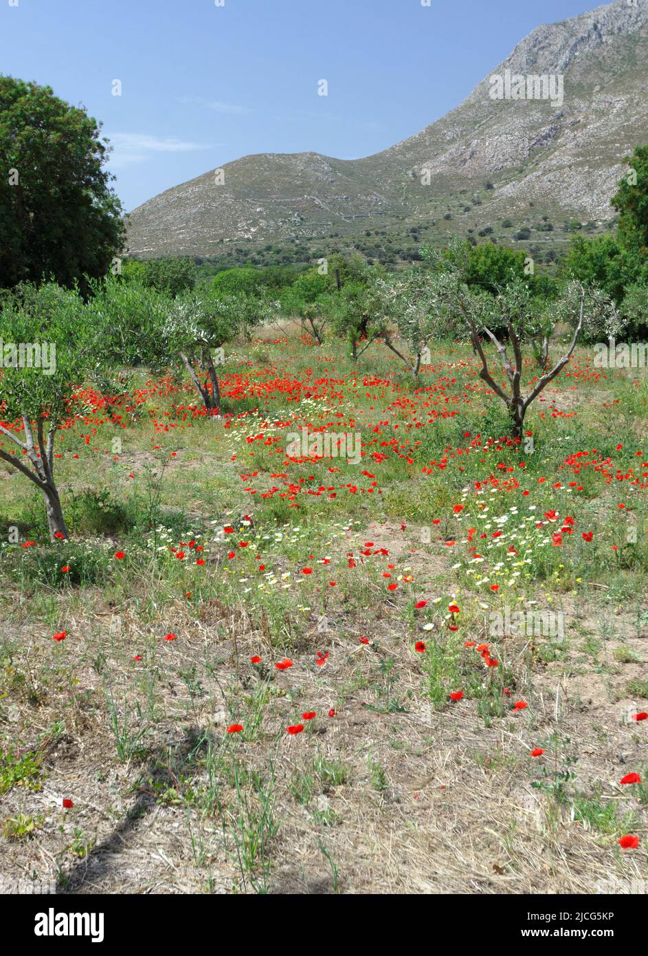 Olivenhain und Mohnblumen, Eristos Valley, Tilos, Dodekanes Inseln, Südägäis, Griechenland. Stockfoto