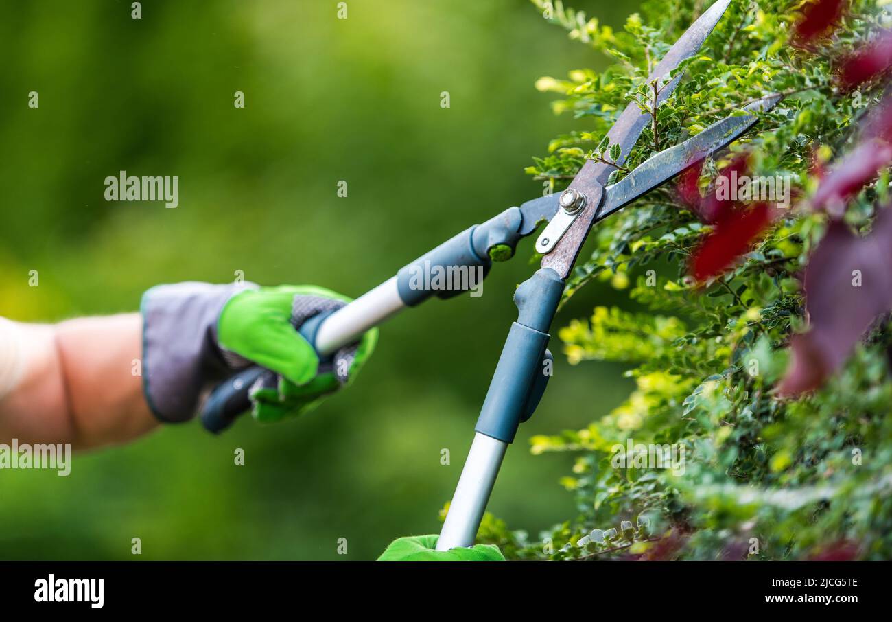 Männliche Professionelle Gärtner Pruning Sträucher Mit Gartenscheren. Gartenwerkzeug Gartenschere aus der Nähe. Stockfoto