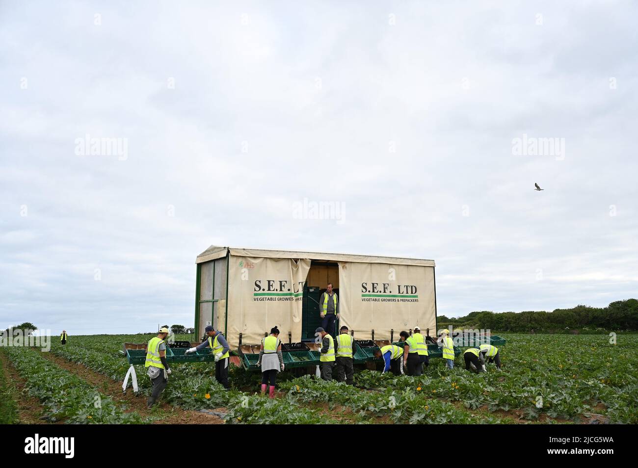 Gemüsepflücker arbeiten an der Ernte von Zucchini bei Southern England Farms Ltd in Hayle, Cornwall, wo Premierminister Boris Johnson vor der Veröffentlichung des Weißbuches zur Lebensmittelstrategie der britischen Regierung einen Besuch abstattete. Bilddatum: Montag, 13. Juni 2022. Stockfoto