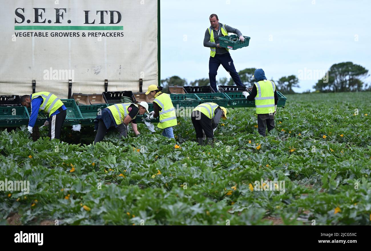 Gemüsepflücker arbeiten an der Ernte von Zucchini bei Southern England Farms Ltd in Hayle, Cornwall, wo Premierminister Boris Johnson vor der Veröffentlichung des Weißbuches zur Lebensmittelstrategie der britischen Regierung einen Besuch abstattete. Bilddatum: Montag, 13. Juni 2022. Stockfoto