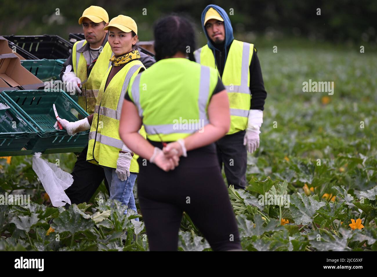 Gemüsepflücker arbeiten an der Ernte von Zucchini bei Southern England Farms Ltd in Hayle, Cornwall, wo Premierminister Boris Johnson vor der Veröffentlichung des Weißbuches zur Lebensmittelstrategie der britischen Regierung einen Besuch abstattete. Bilddatum: Montag, 13. Juni 2022. Stockfoto