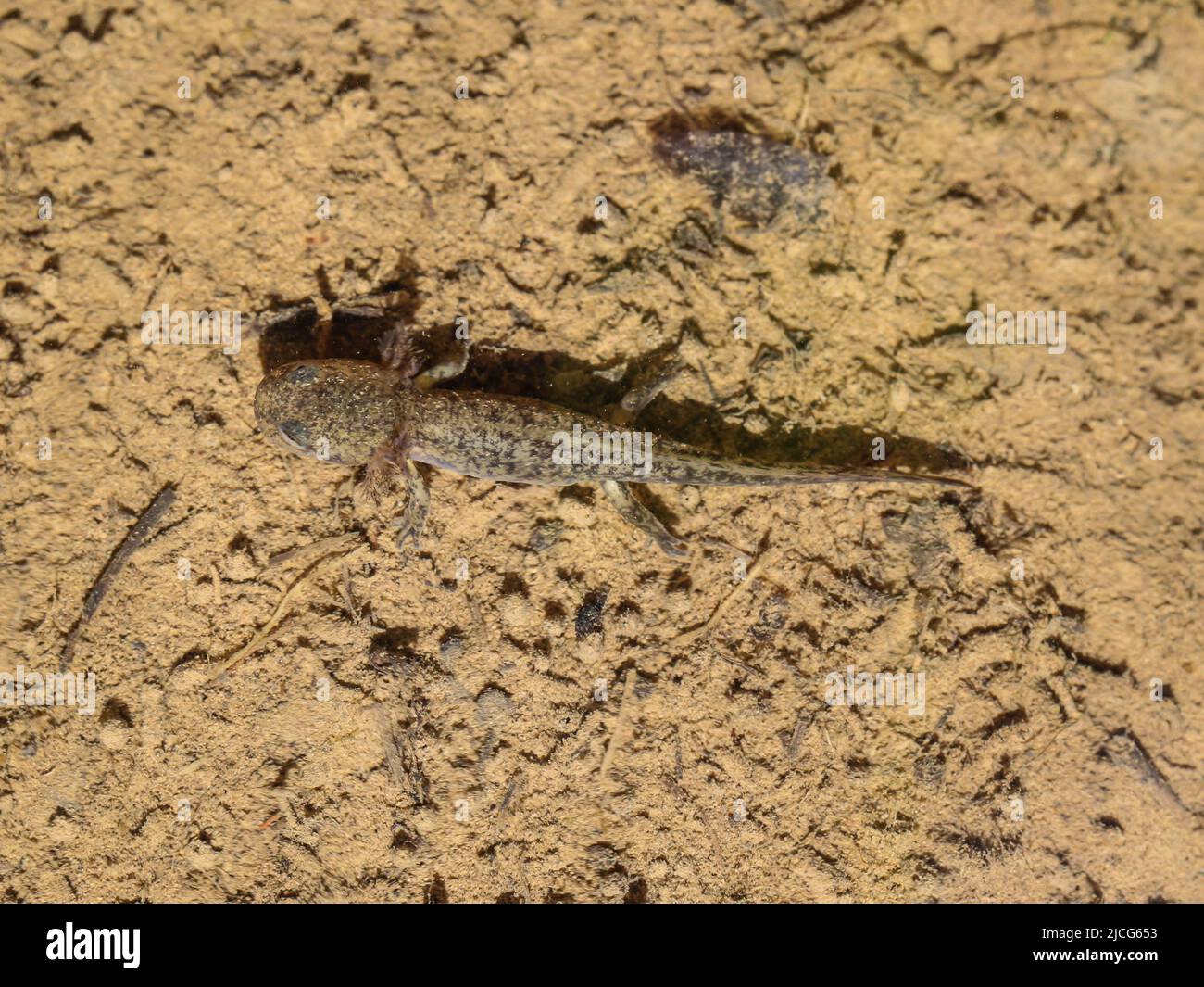 Unreife Jugendliche der Alpenmolch (lateinischer Name: Ichthyosaura alpestris) im Süßwasser am Berg Jadovnik in Westserbien Stockfoto