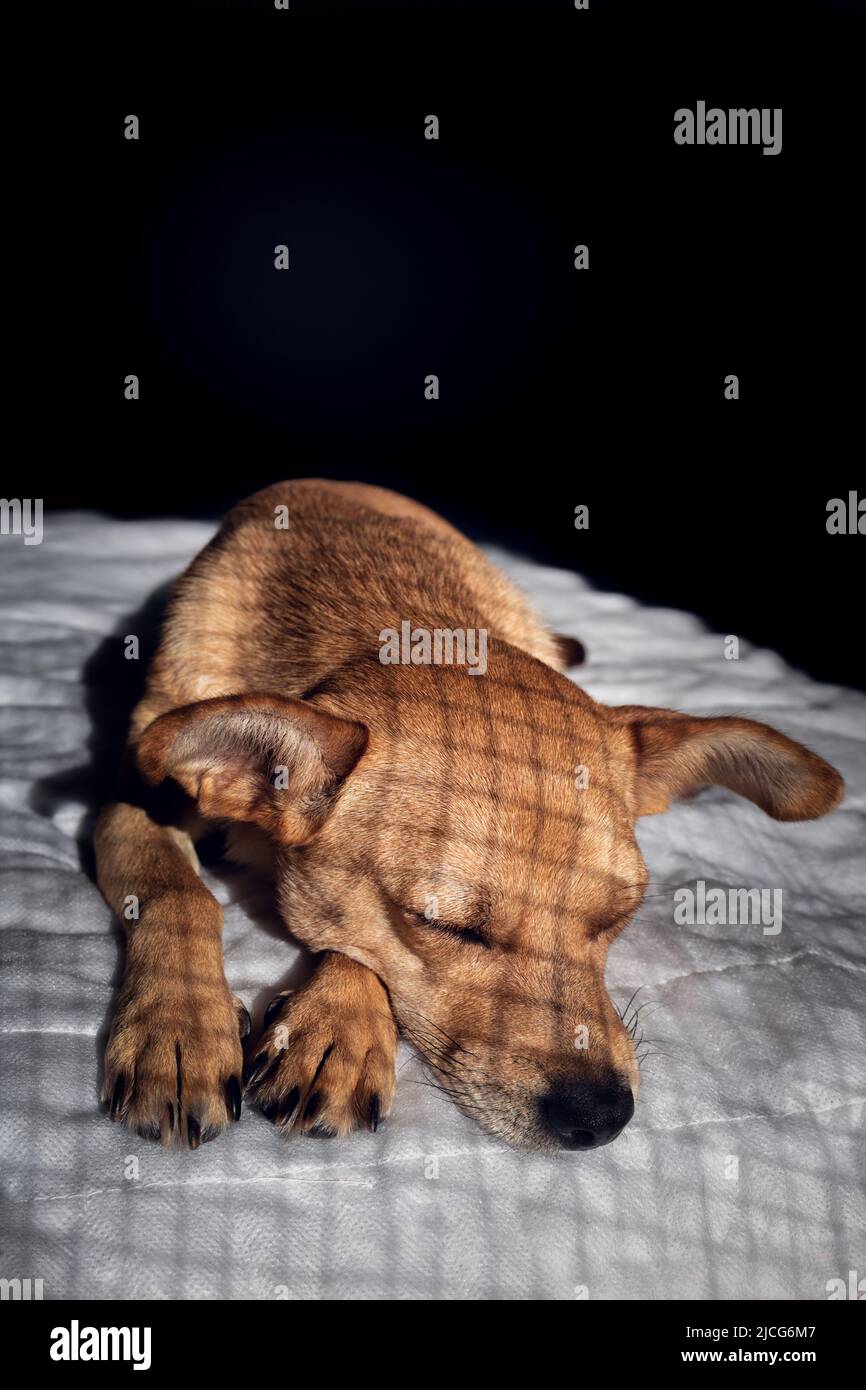 Ein Käfig Mischlingshund schläft im Dunkeln auf einer weißen Decke mit Schatten eines Käfigs auf dem Fell. Vertikale Ausrichtung und freier Platz für Text Stockfoto