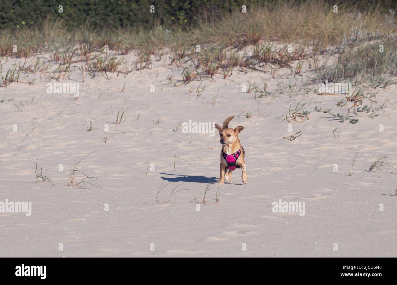 Ein glücklicher, kleiner Mischlingshund in einem rosa Geschirr, der auf einer Sanddüne mit Gras steht. Leerer Raum für Text Stockfoto