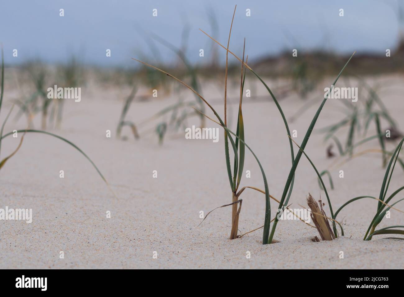 Nahaufnahme von Sand mit Strandgras (Ammophila), auch als Marrammrasen, Psamma oder Sandreed bezeichnet, mit selektivem Fokus und verschwommenem Hintergrund Stockfoto