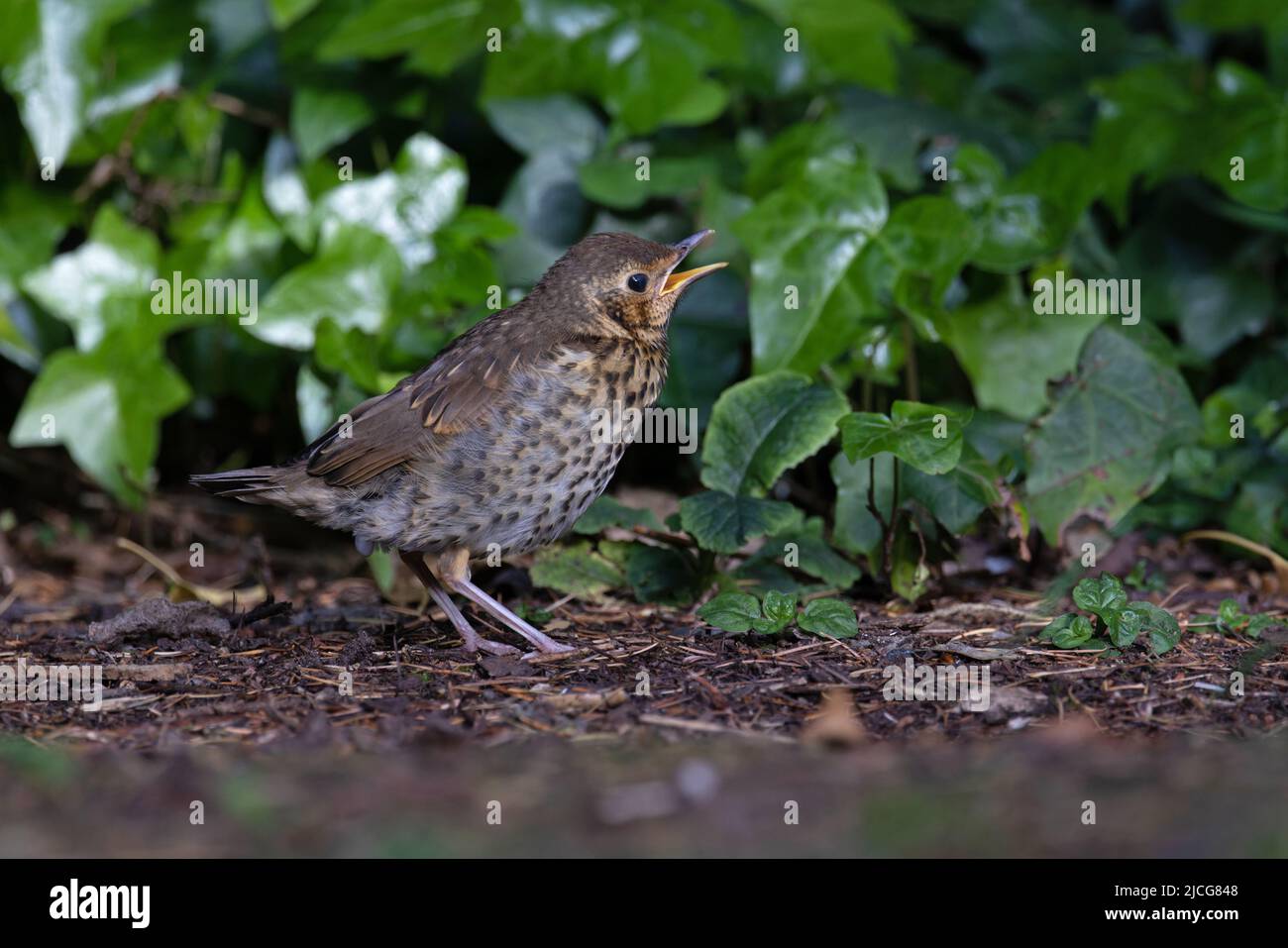 Song Thrush (Turdus philomelos) Baby Norwich GB UK Juni 2022 Stockfoto