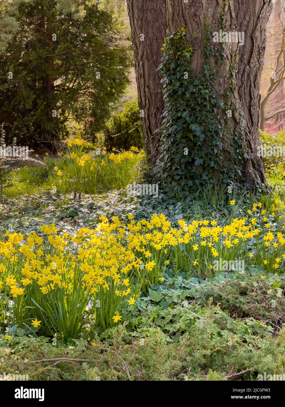 Narzissen wachsen um die Basis eines großen Nadelbaums in einem britischen Wald. Stockfoto