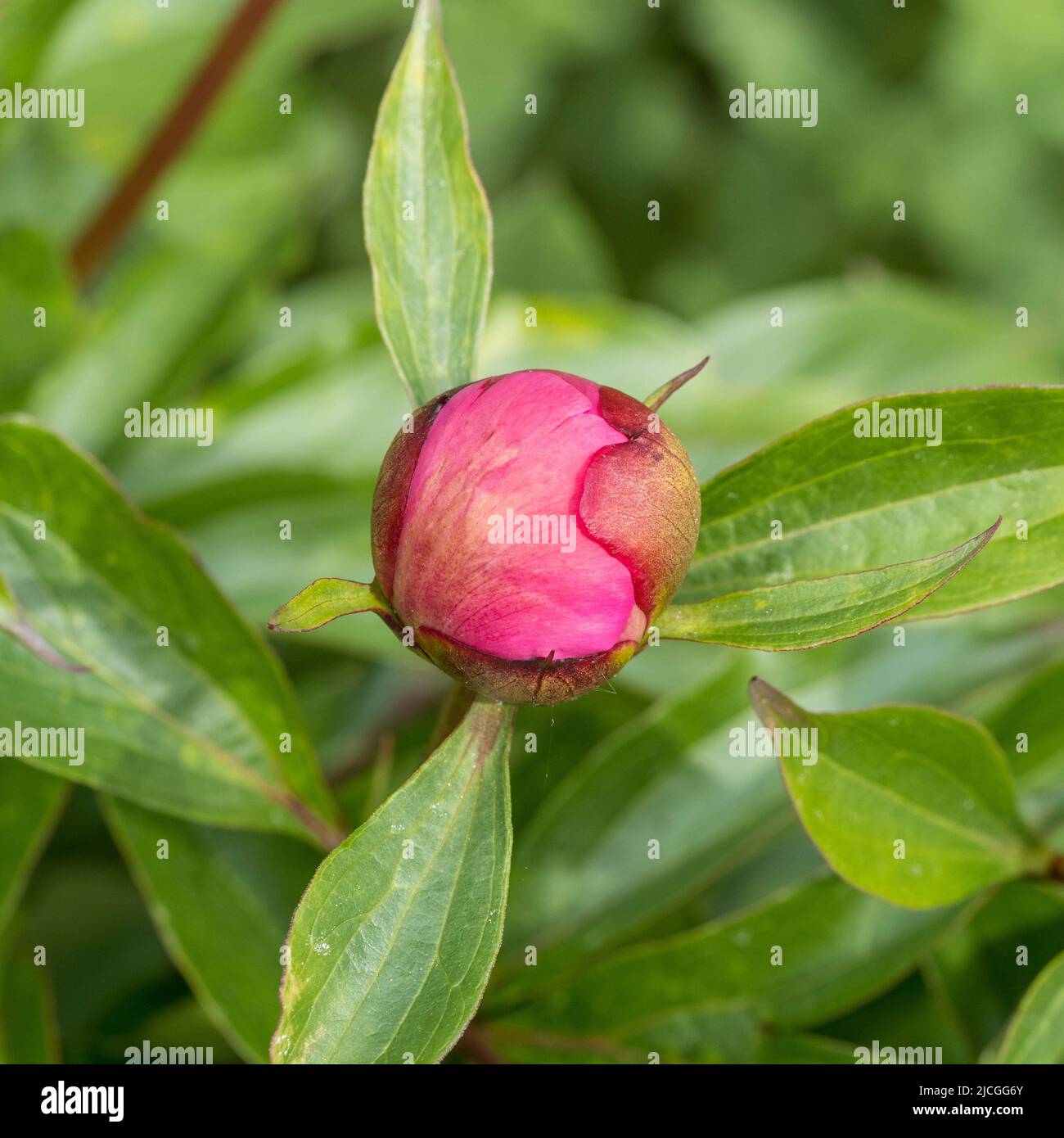 Dunkelrosa Pfingstrose wächst in einem britischen Garten. Stockfoto