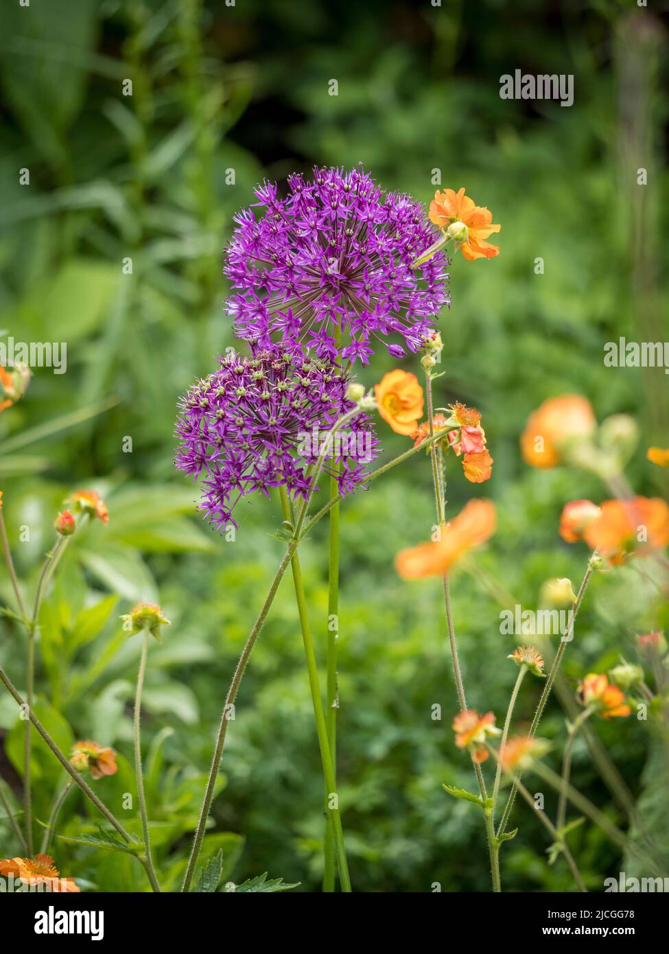 Allium 'Purple Sensation' wächst mit Geum Totally Tangerine in einem britischen Garten. Stockfoto