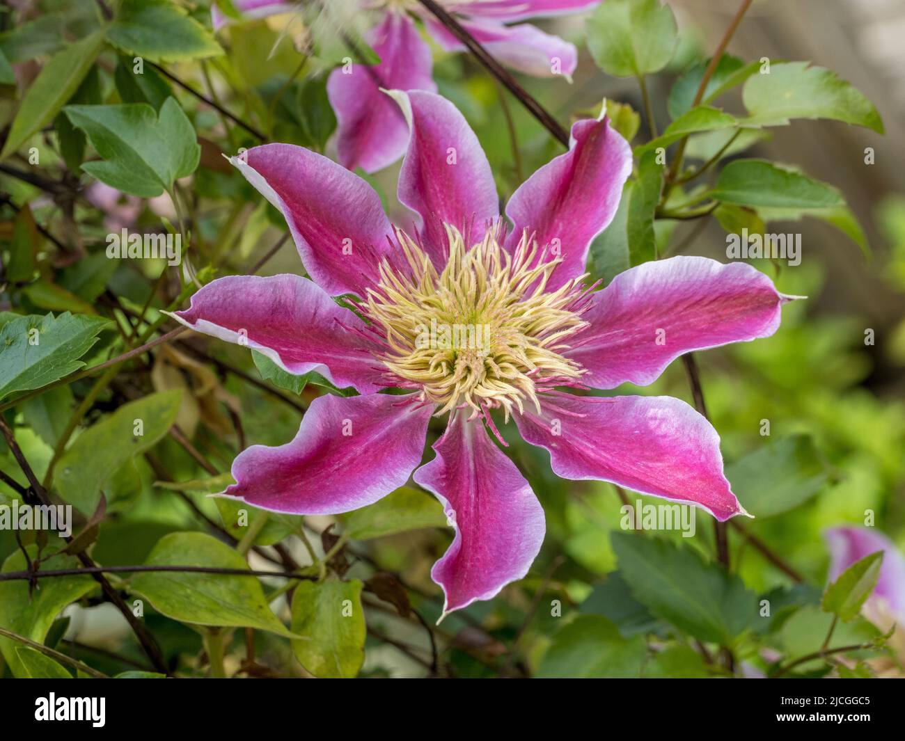 Nahaufnahme einer halbdoppelten Clematis-Josephine-Blume, die in einem britischen Garten wächst. Stockfoto