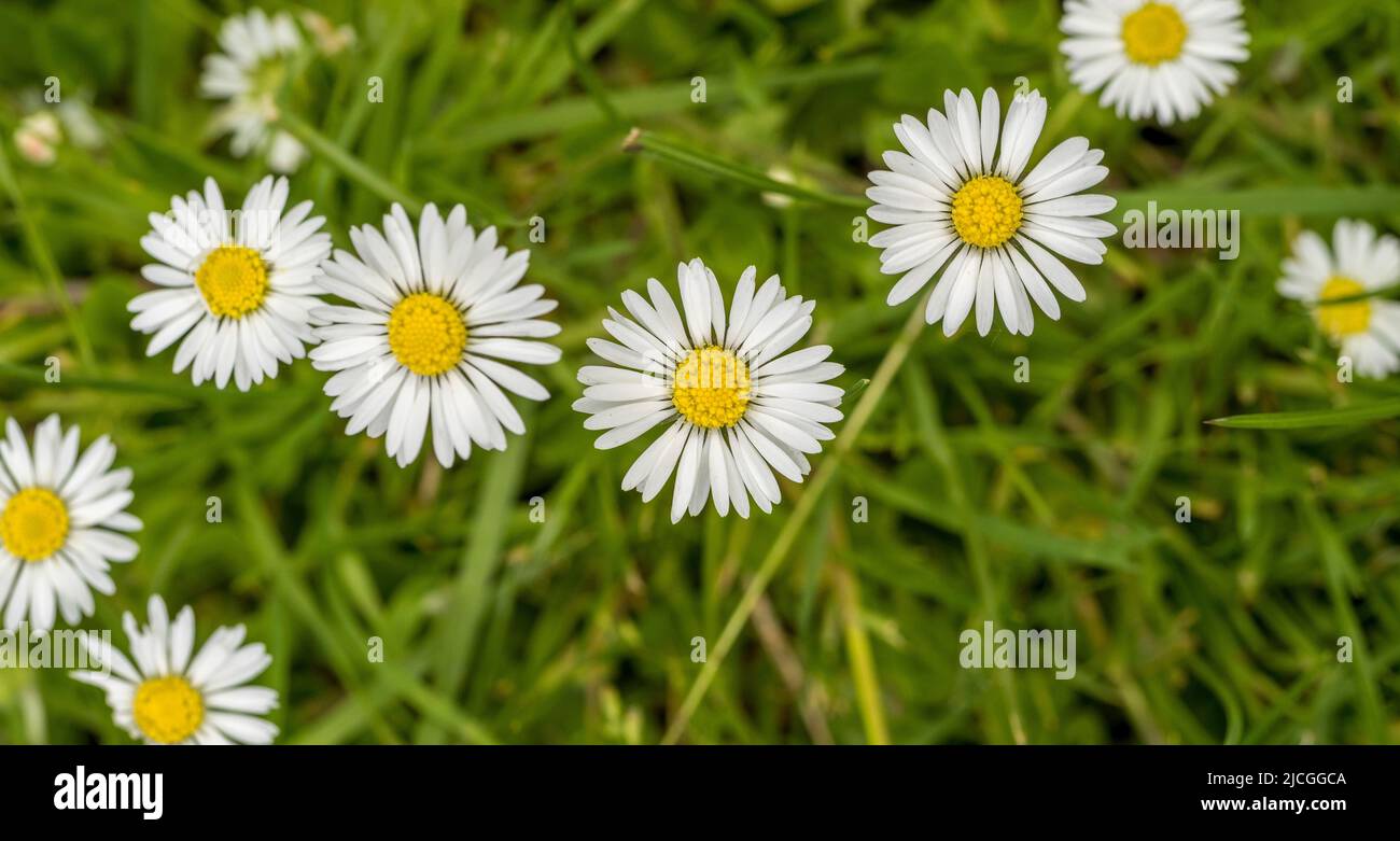 Panorama von gewöhnlichen Gänseblümchen, die auf einem Rasen wachsen. Stockfoto