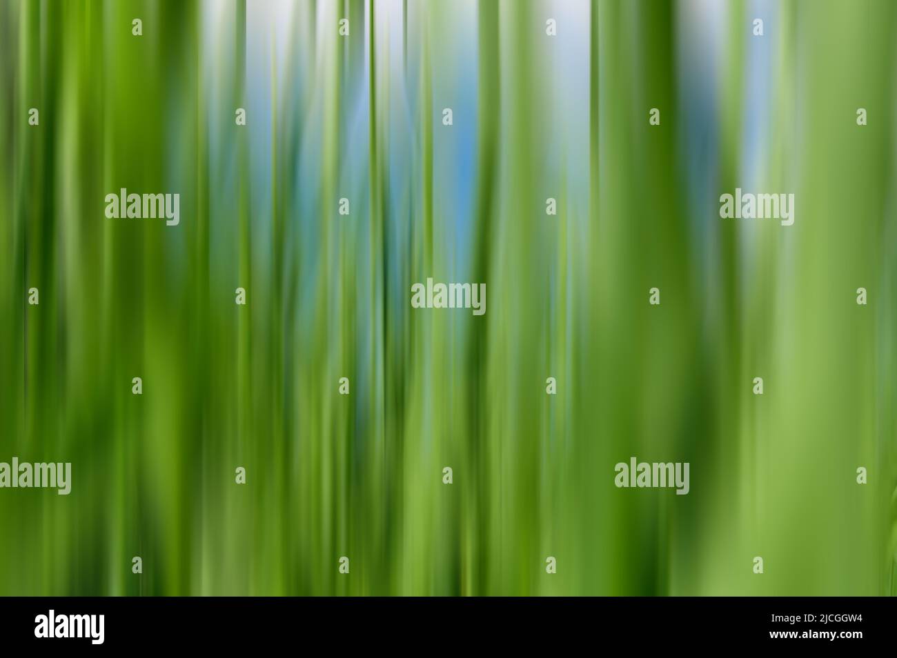 Natürlicher Hintergrund, grünes Gras. Verschwommene Bewegung. Grünes Gras Nahaufnahme als Hintergrund. Leuchtend grünes Gras. Stockfoto