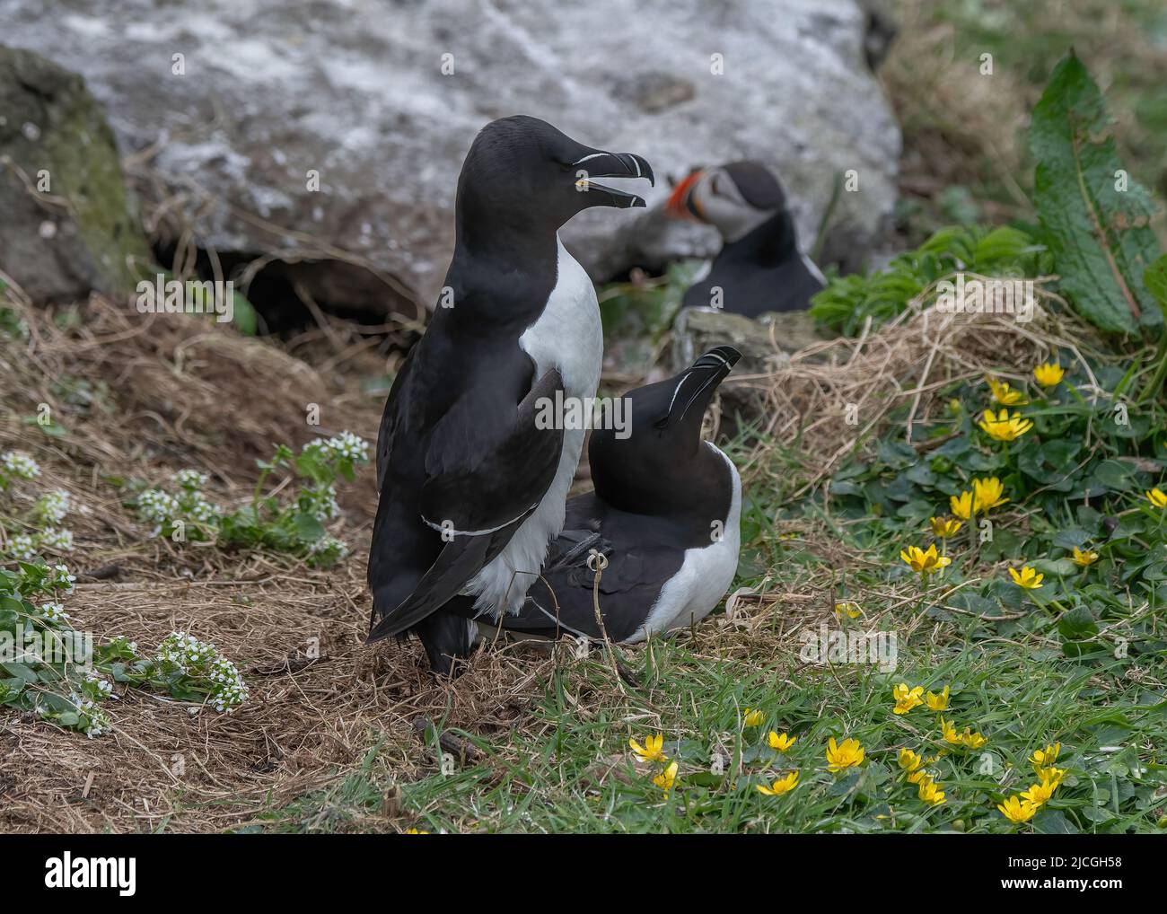 Razorbill (Alca torda), Paarpaarung, Puffin Atlantic (Fratercula arctica) im Hintergrund, Lunga, Treshnish Isles, Inner Hebriden, Schottland Stockfoto