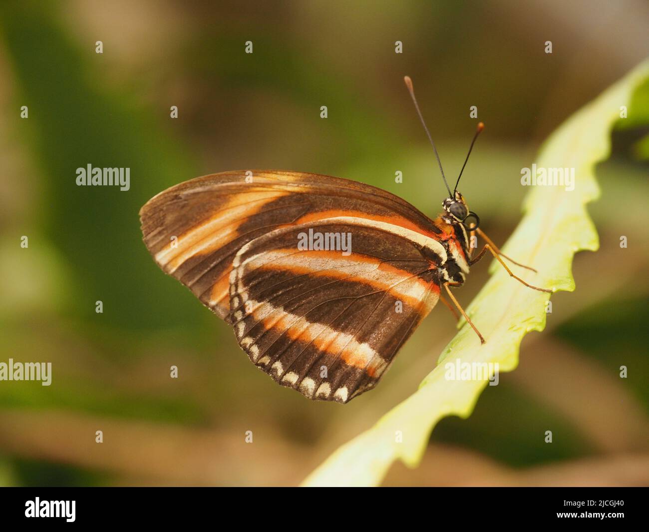 Oranger Schmetterling Stockfoto