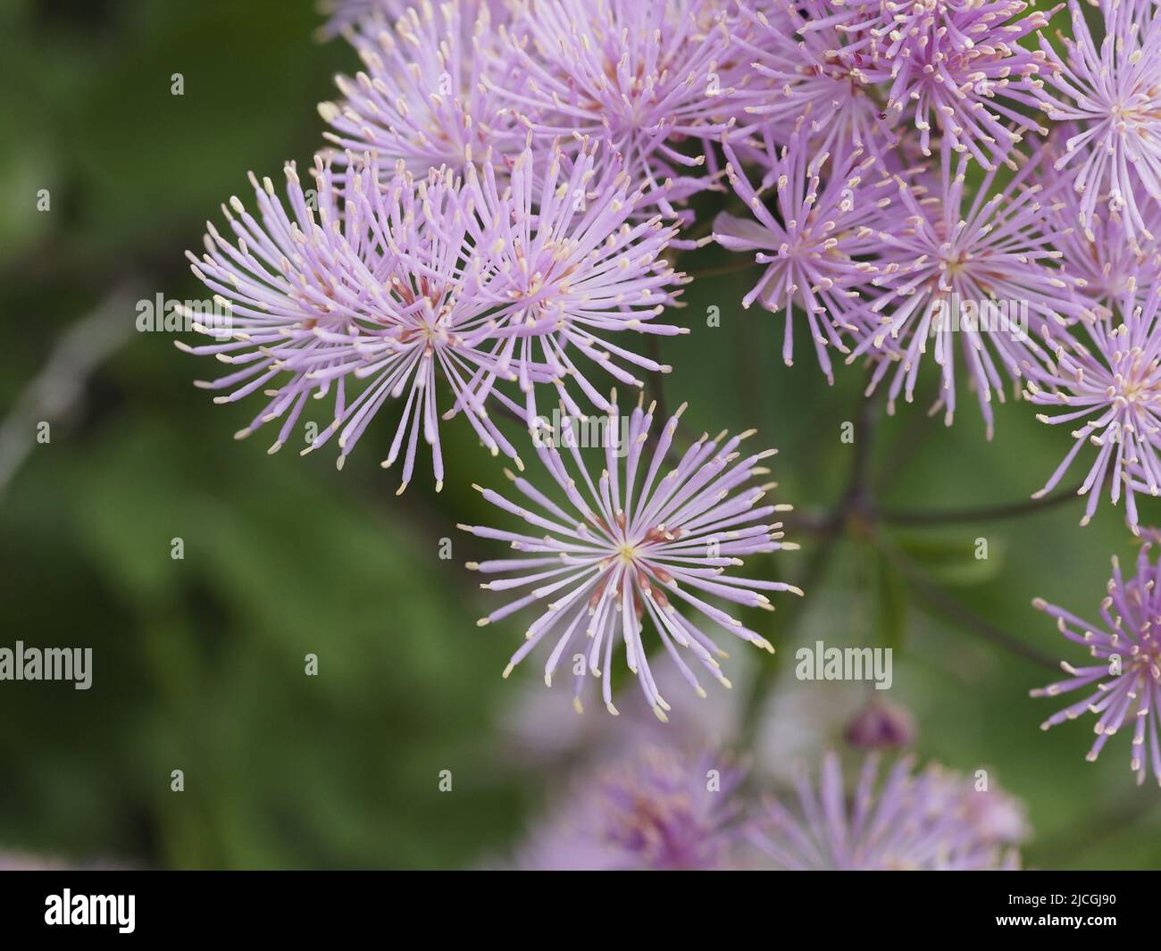 Meadow Rue erzeugt eine Wolke aus zarten rosa Blüten Stockfoto