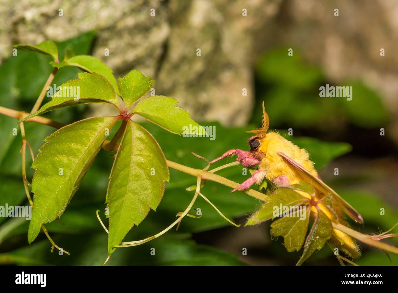 Rosy Maple Moth - Dryocampa rubicunda Stockfoto