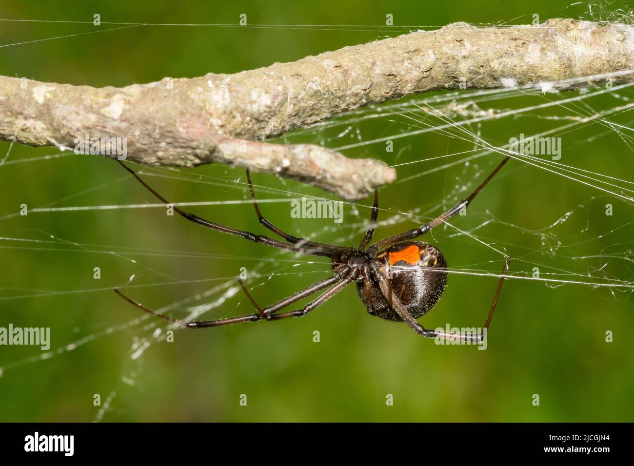 Südliche Schwarze Witwe Spider - Latrodectus mactans Stockfoto