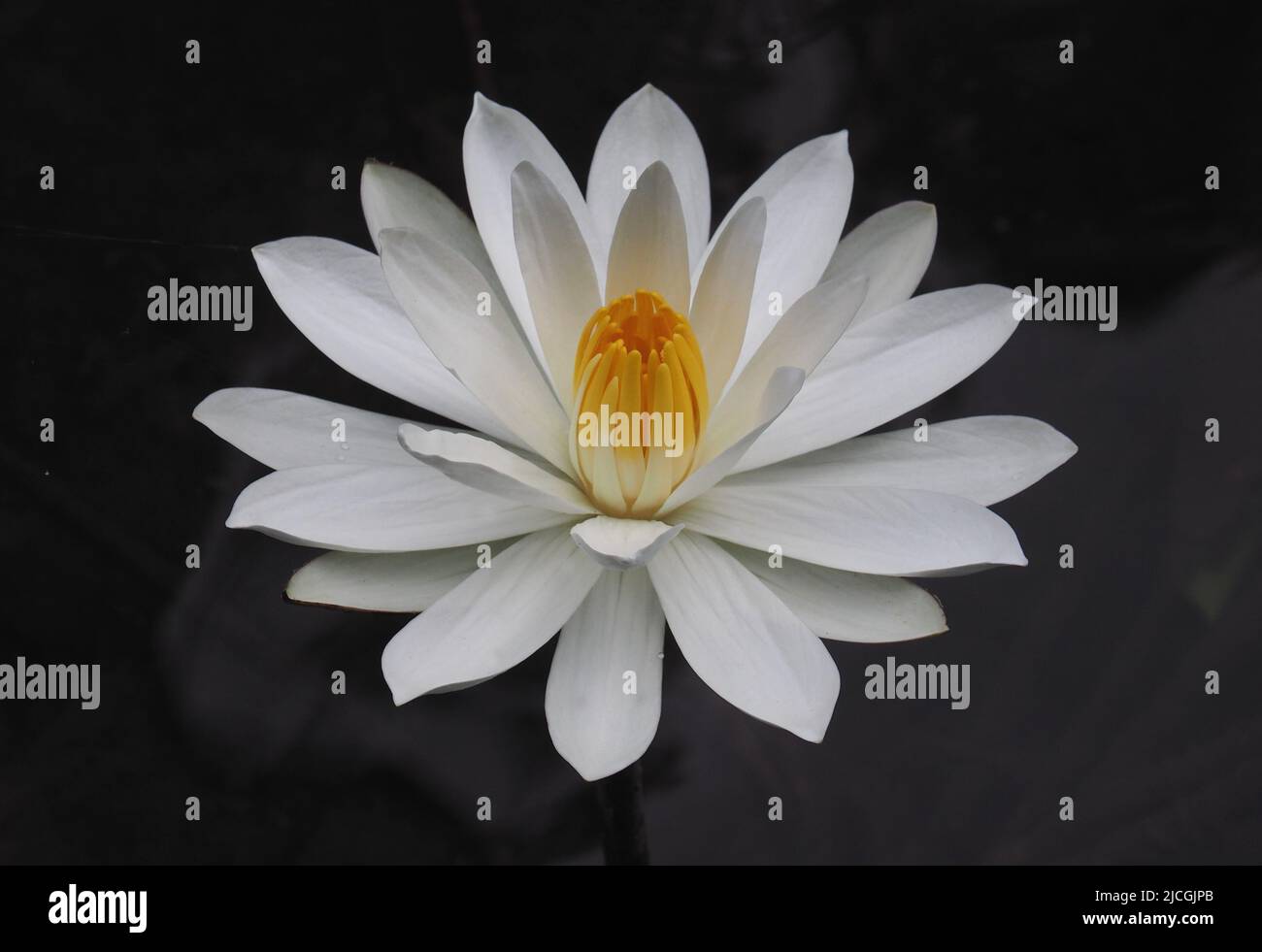 Eine weiße Lotusblume, gefangen gegen dunkles Wasser Stockfoto