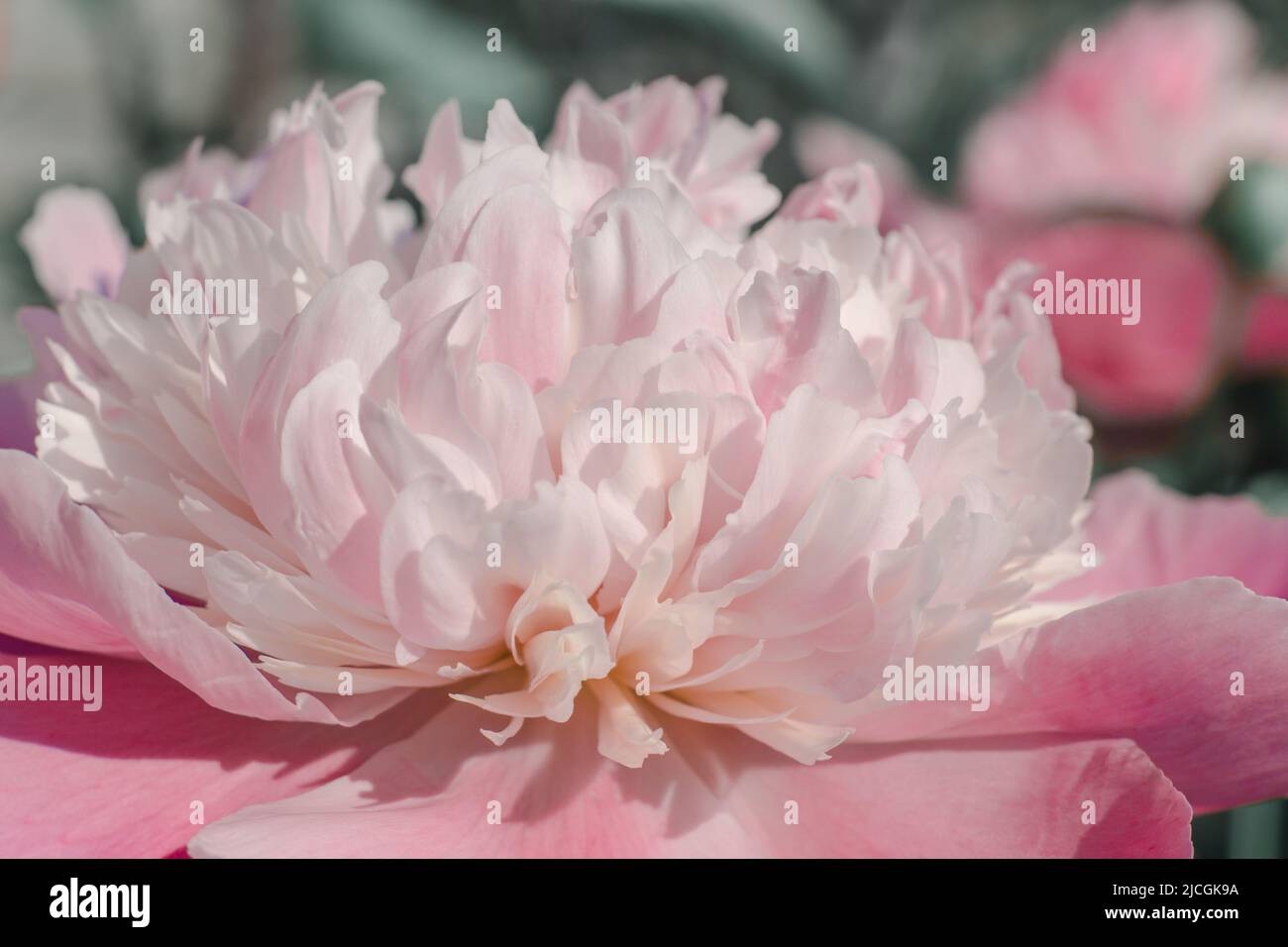 Schöne rosa Pfingstrose Blume aus der Nähe. Karte mit Frühlingsblumen. Stockfoto