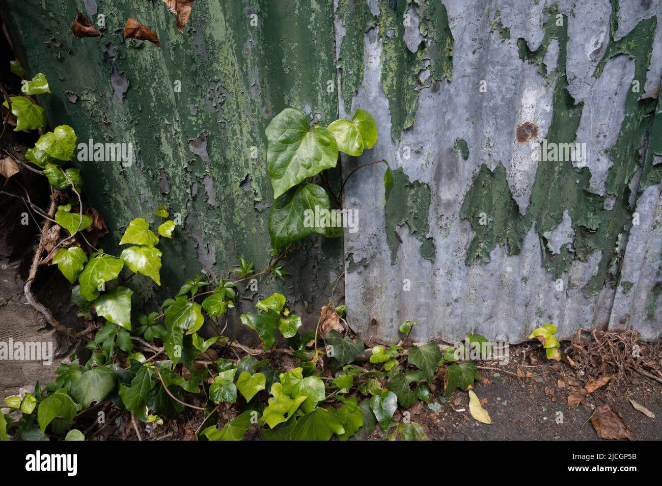 London, Hackney. Ivy und abblätternde grüne Farbe auf Wellblech. Stockfoto