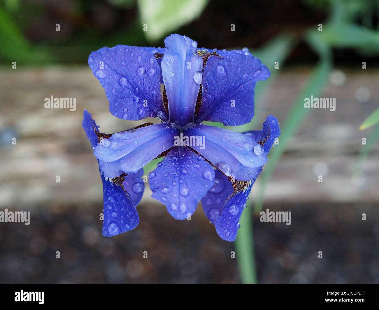Schöne tiefblaue Iris, von oben aufgenommen, nach einer Regendusche in einem Garten in Ottawa, Ontario, Kanada. Stockfoto