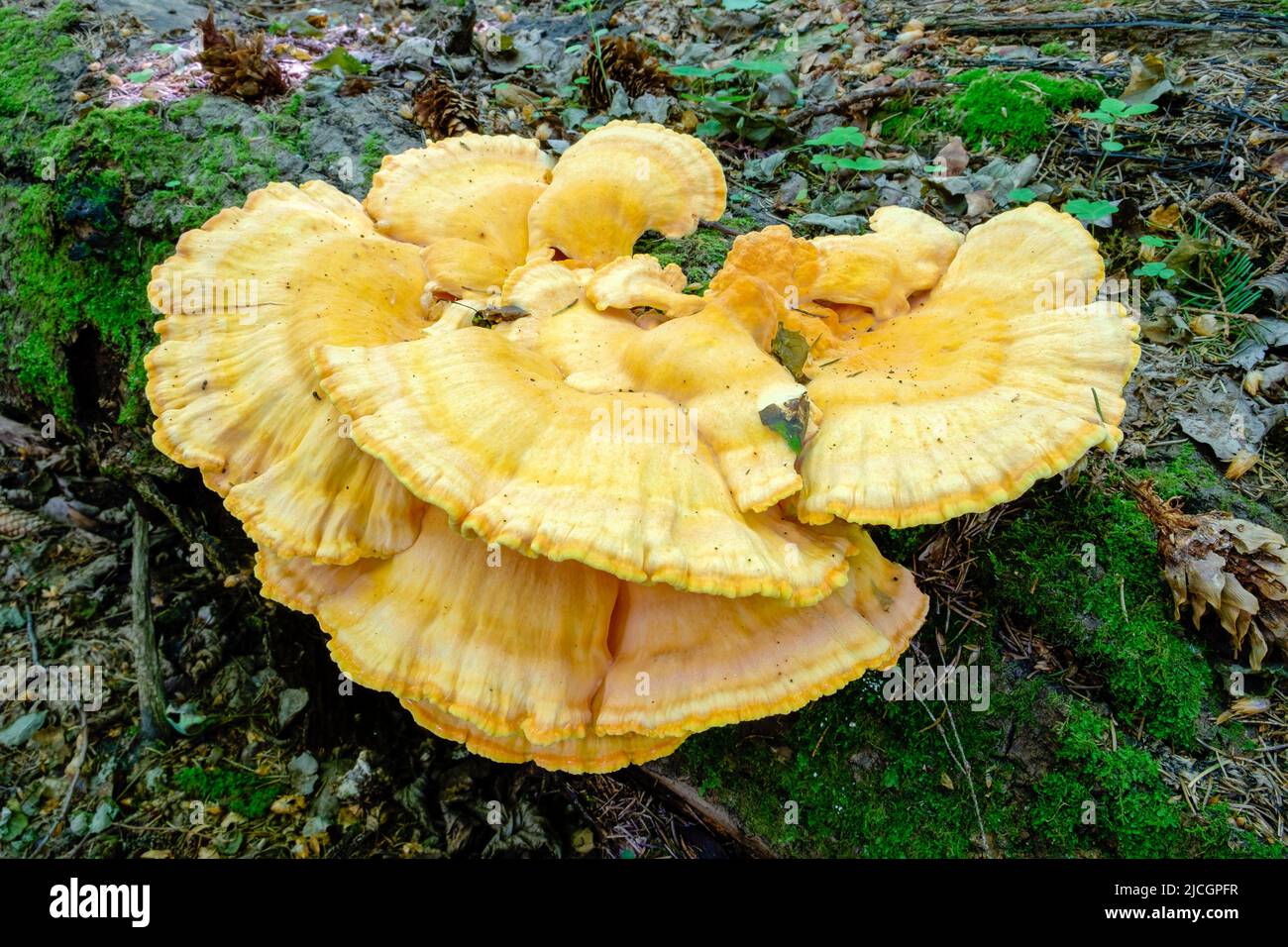 Laetiporus sulfureus ist eine Pflanzenart aus der Gattung der Halterung Pilz in Europa und Nordamerika gefunden. Den gemeinsamen Namen sind Krabben-of-the-Woods, Schwefel polypore, sulp Stockfoto
