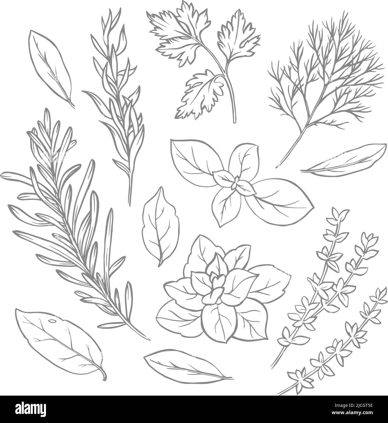 Set von Elementen für Design, Gewürze und Gewürze, Vektorgrafiken, Linienkunst Stock Vektor