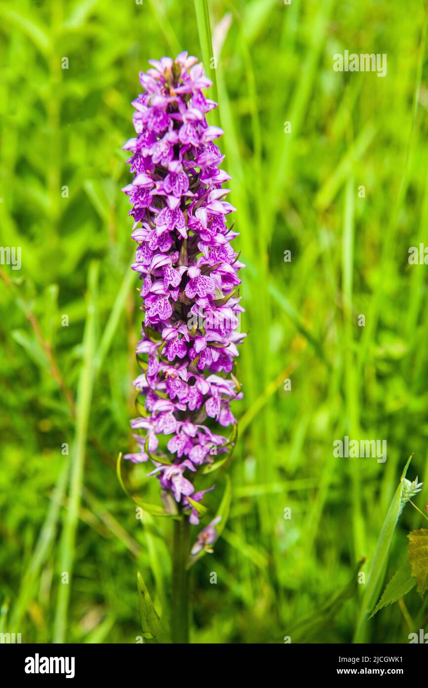 Gemeine Orchidee oder Dactylorhiza fuchsii, in Sanddünen im Kenfig Nature Reserve Stockfoto