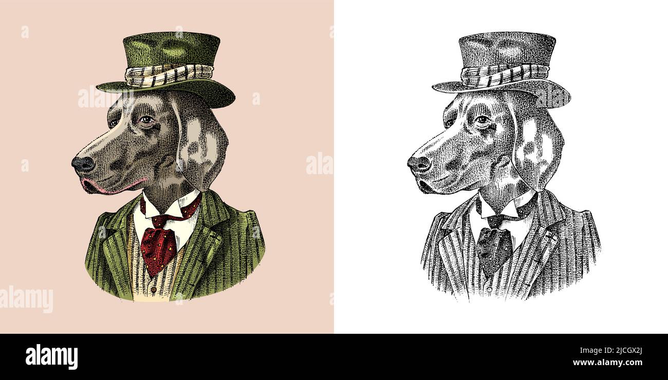 Deutscher Kurzhaarzeiger. Hund in Anzug und Melone Hut gekleidet. Jagdrasse. Mode Tiercharakter in der Kleidung. Handgezeichnete Skizze. Vektor Stock Vektor