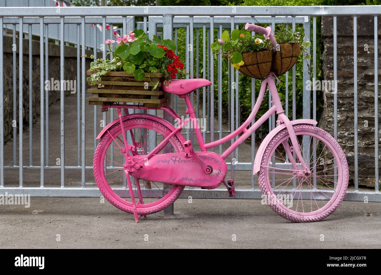 Rosa Fahrrad mit Sommerblumen-Container oder Blumentöpfe Stockfoto