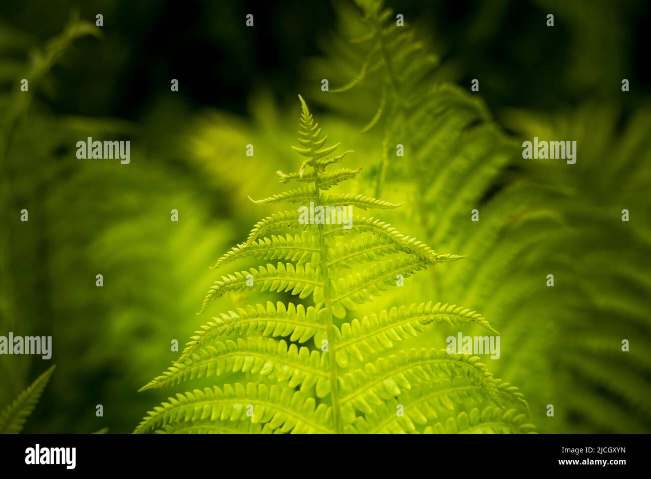 Eine leuchtend grüne Lady Fern (Athyrium filix-Femina) vor einem dunklen Farnhintergrund, Nordeuropa Stockfoto