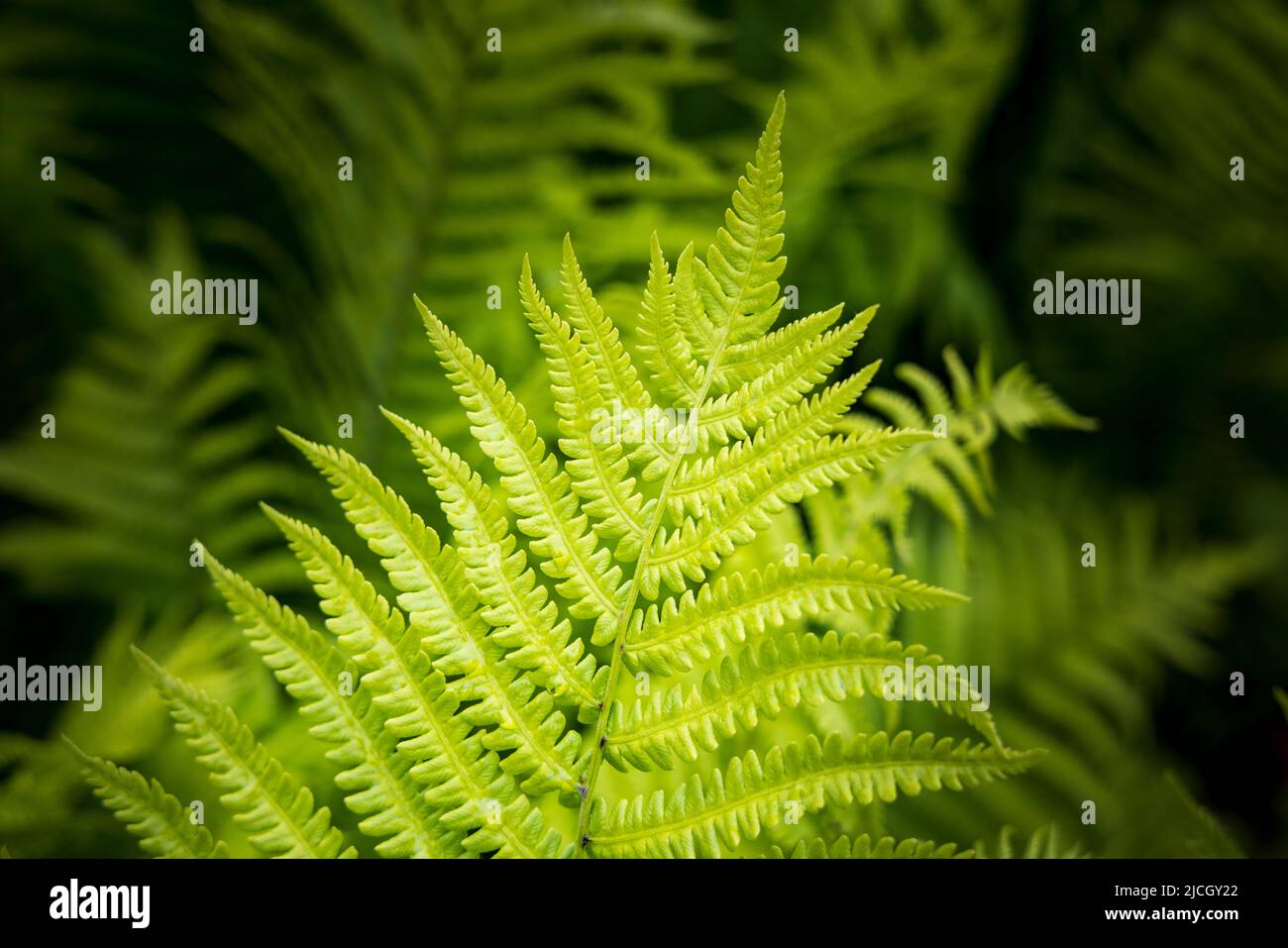 Eine leuchtend grüne Lady Fern (Athyrium filix-Femina) vor einem dunklen Farnhintergrund, Nordeuropa Stockfoto