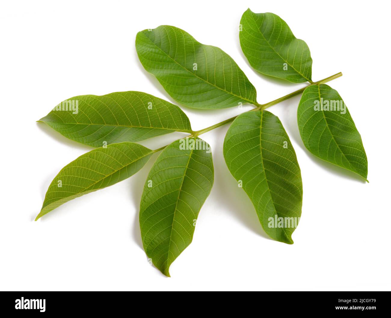 Walnusszweig mit isolierten Blättern auf weißem Hintergrund Stockfoto