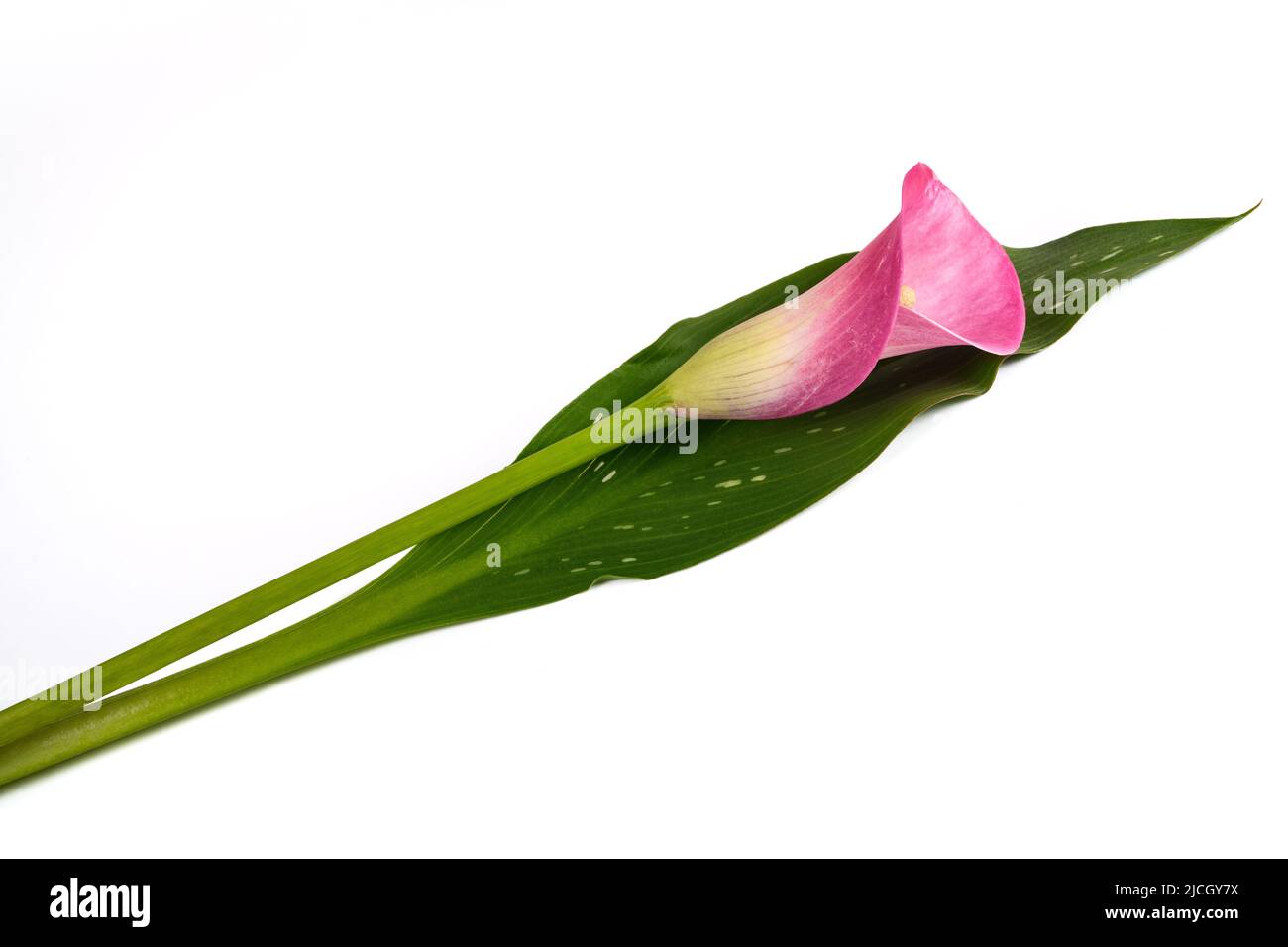 Rosa Calla Blume isoliert auf weißem Hintergrund Stockfoto