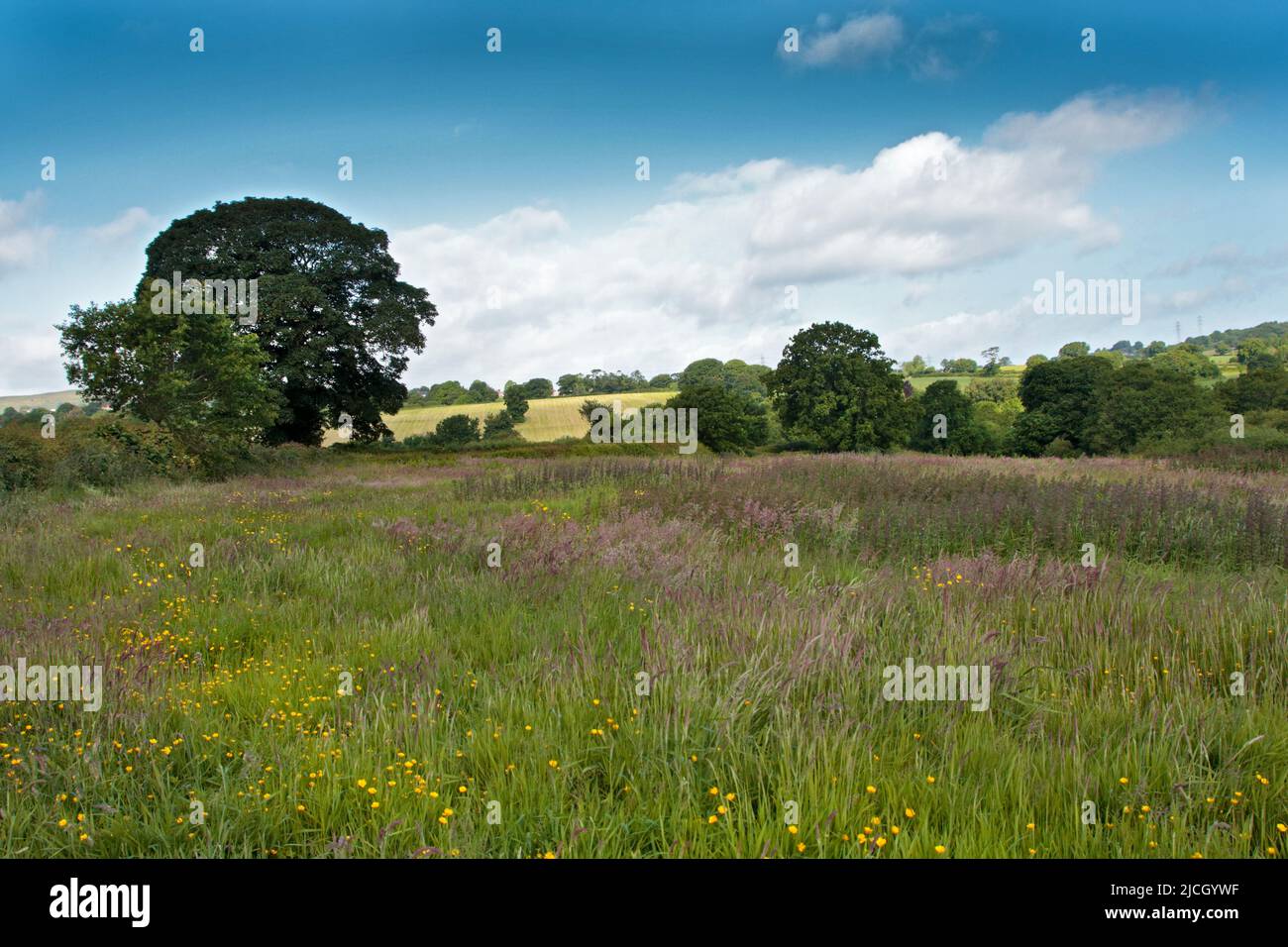Hay Meadow in der Nähe von Southsea, Wrexham, Wales Stockfoto