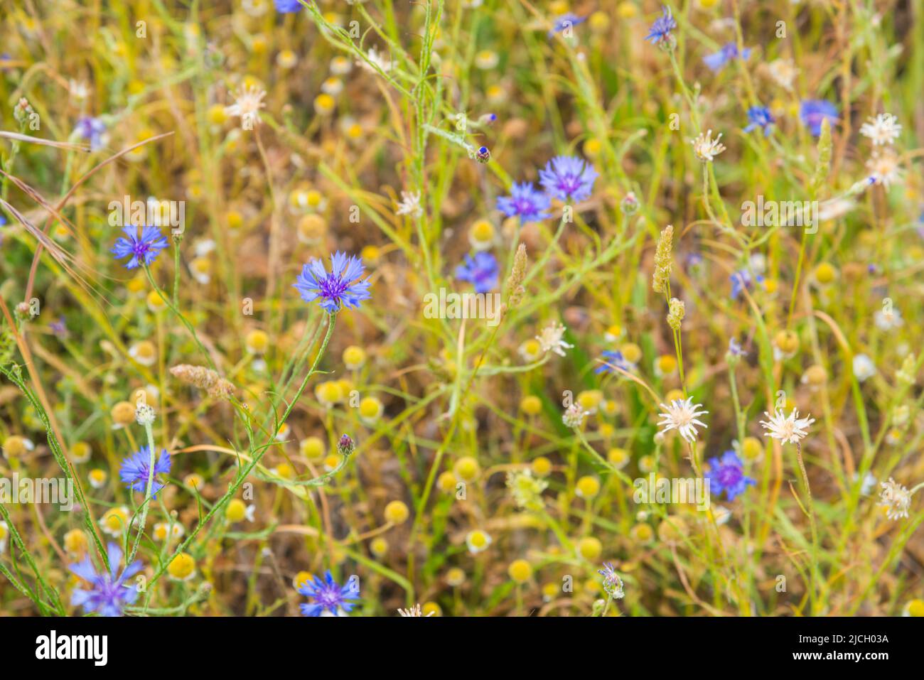 Wilde Blumen. Stockfoto