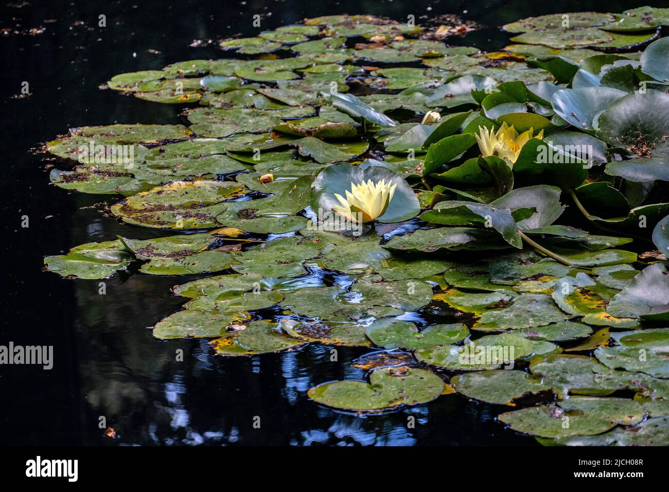 Wasserlilien treiben auf einem Gartenteich Stockfoto