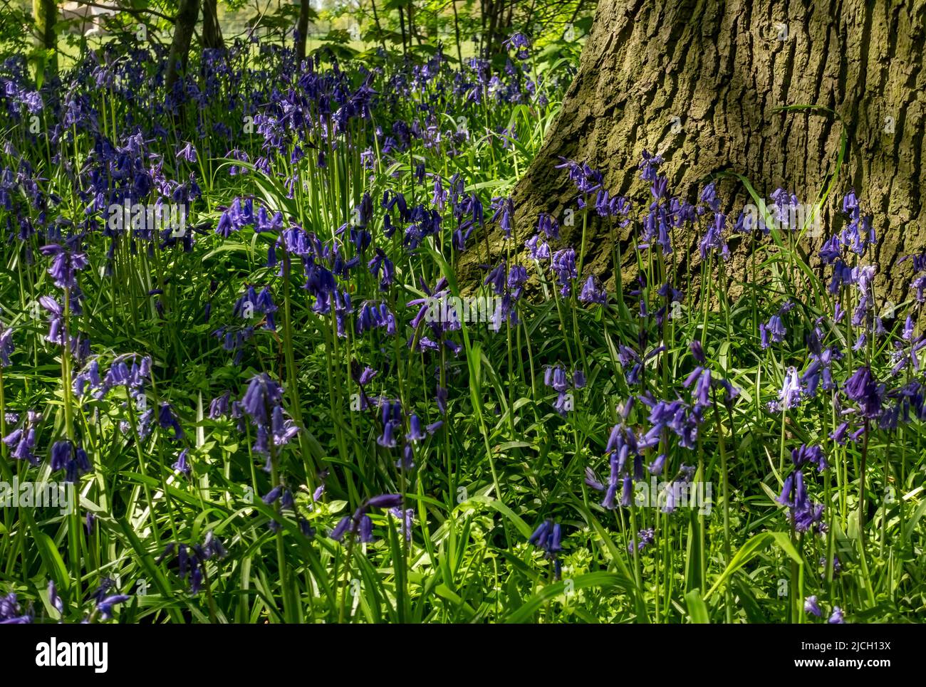 Nahaufnahme von englischen wilden Glockenblumen, die im Frühjahr im Frühling in einem Wald wachsen England Großbritannien Großbritannien Großbritannien Großbritannien Großbritannien Großbritannien Großbritannien Großbritannien Großbritannien Großbritannien Großbritannien Großbritannien Großbritannien Großbritannien Großbritannien Großbritannien Großbritannien Großbritannien Großbritannien Großbritannien Großbritannien Großbritannien Großbritannien Großbritannien Großbritannien Großbritannien Großbritannien Großbritannien Großbritannien Großbritannien Großbritannien Stockfoto