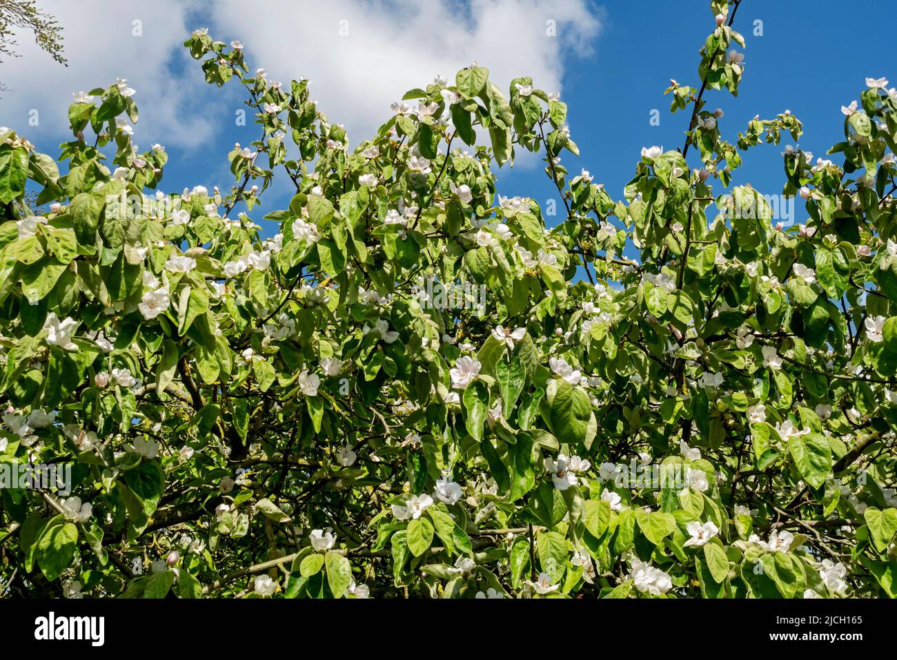 Weiße Blüte des Quitten-Baumes 'Champion' Cydonia oblonga blüht im Frühjahr England Vereinigtes Königreich GB Großbritannien Stockfoto