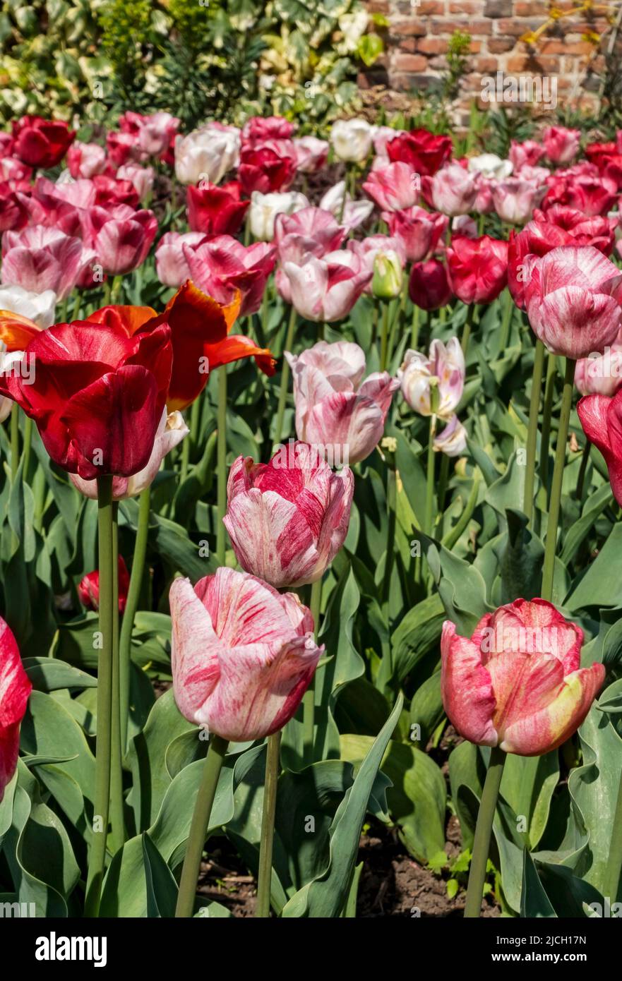 Nahaufnahme von rosa und roten Tulpen Tulpe Hemispherblumen blühende Blumen in einem Garten Gärten Grenze Blumenbeet im Frühjahr England GB Großbritannien Stockfoto