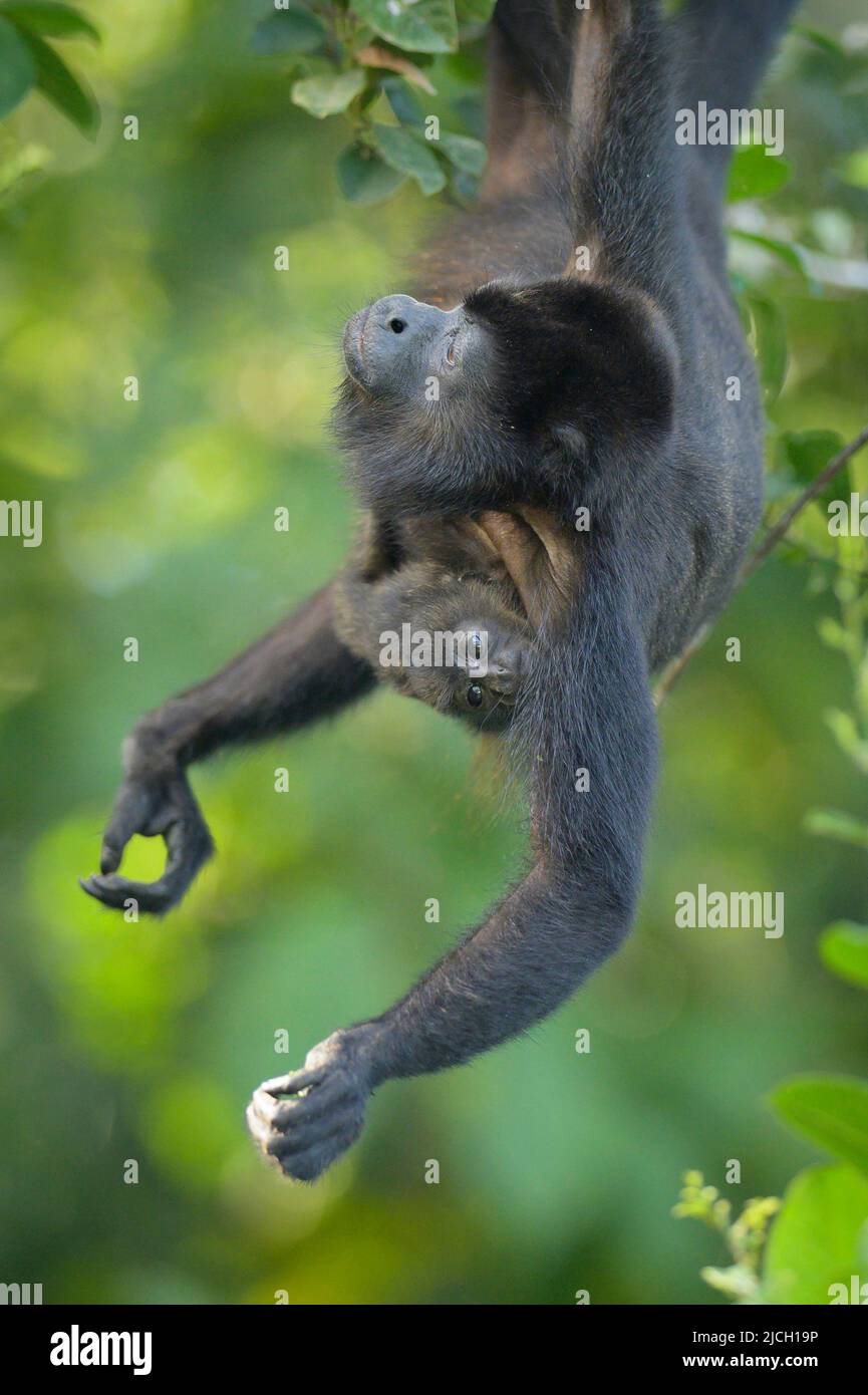 Ein munter Brüllaffe mit Baby im Tiefland-Regenwald von Panama Stockfoto